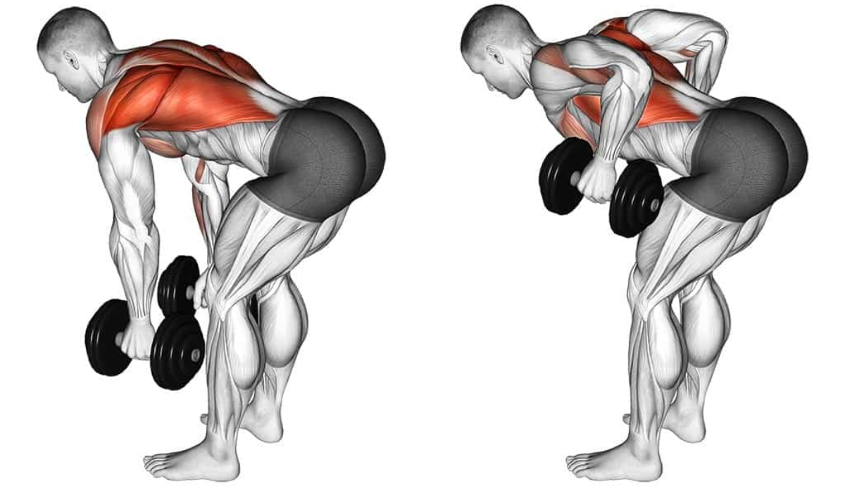 Dumbbell Os Melhores Exerc Cios Para As Costas