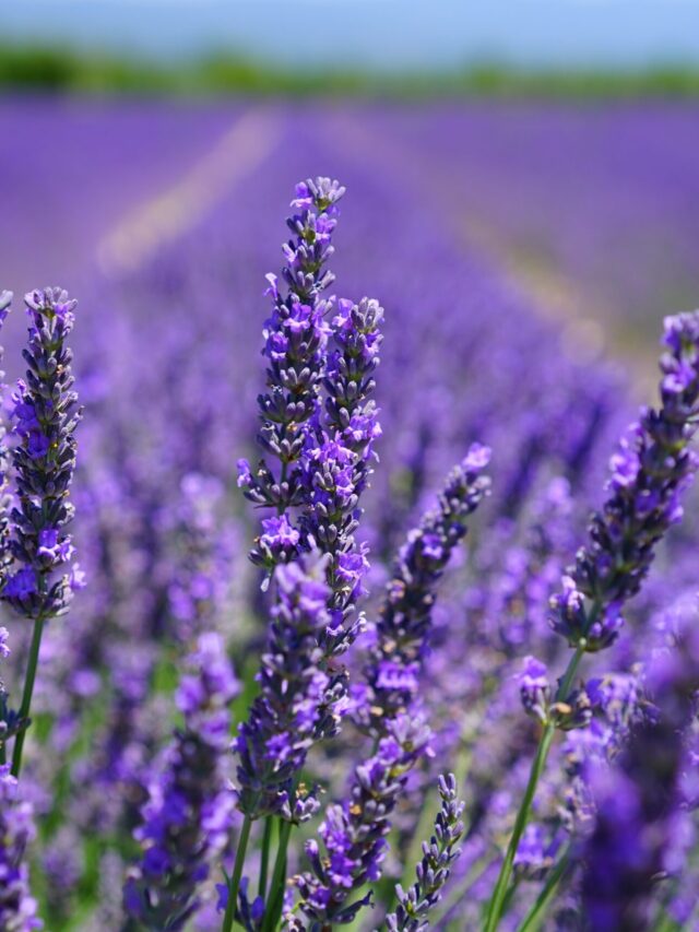 lavanda